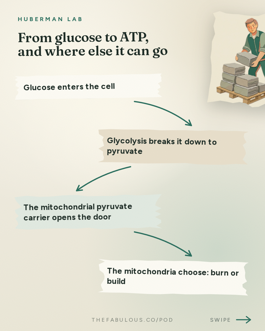 From glucose to ATP, and where else it can go — Huberman Lab: How Mitochondria Control Your Metabolism | Dr. Jared Rutter