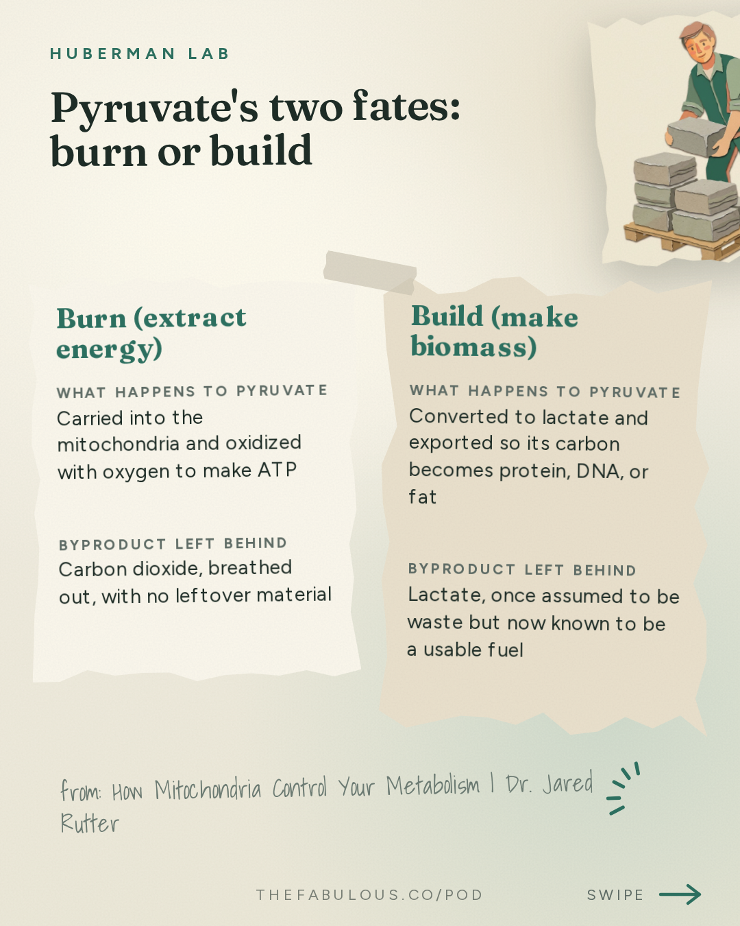 Pyruvate's two fates: burn or build — Huberman Lab: How Mitochondria Control Your Metabolism | Dr. Jared Rutter