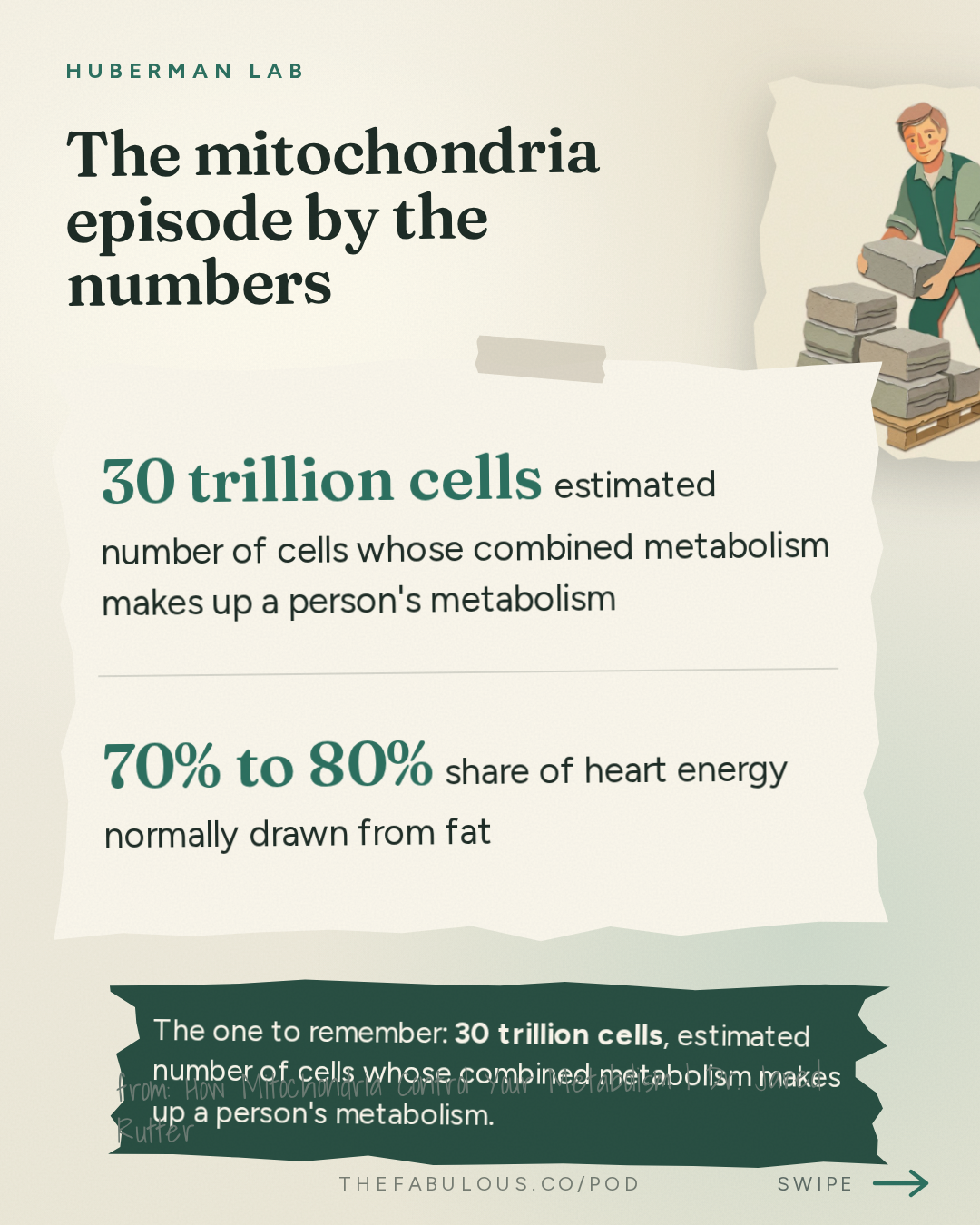 The mitochondria episode by the numbers — Huberman Lab: How Mitochondria Control Your Metabolism | Dr. Jared Rutter