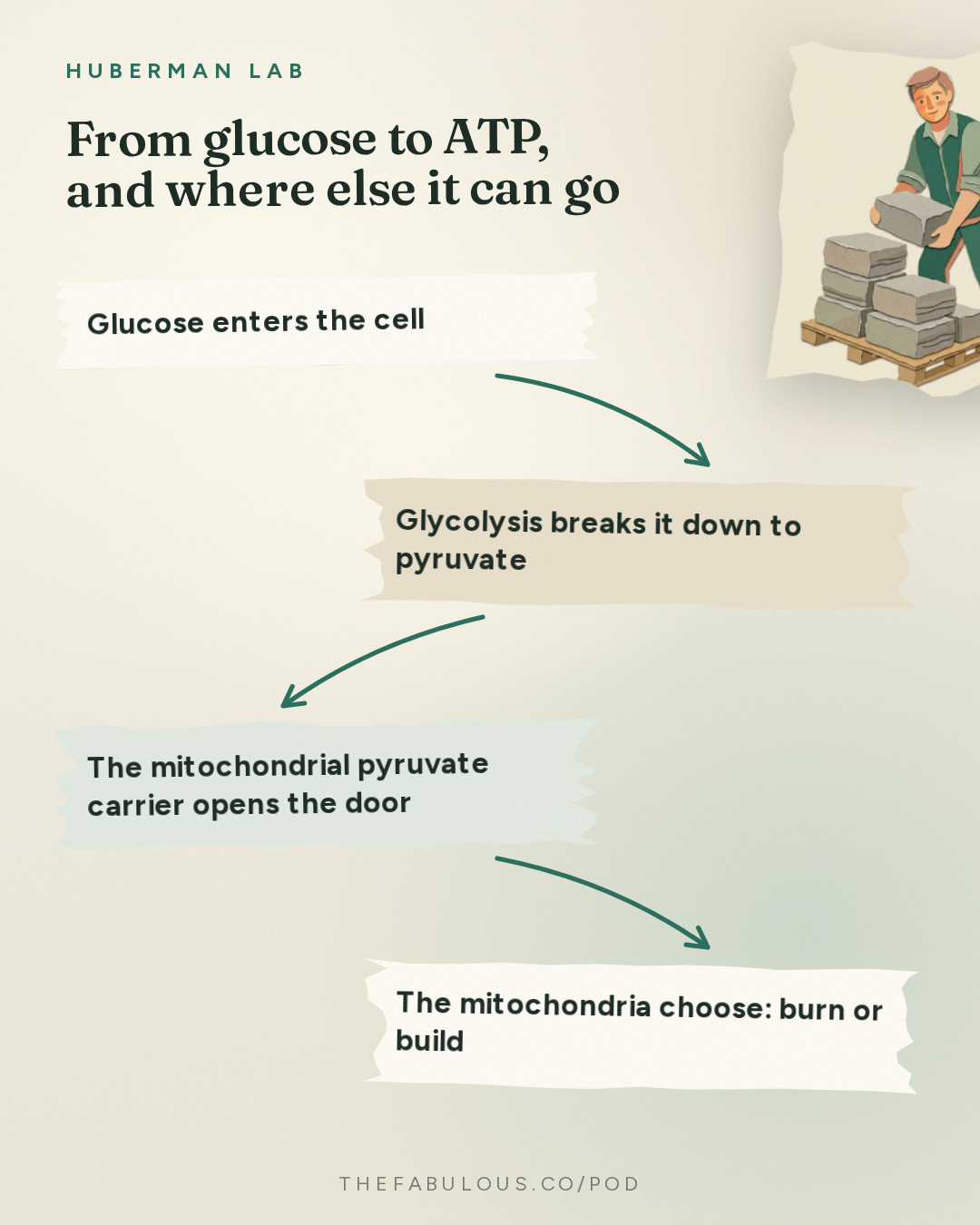 From glucose to ATP, and where else it can go — Huberman Lab: How Mitochondria Control Your Metabolism | Dr. Jared Rutter