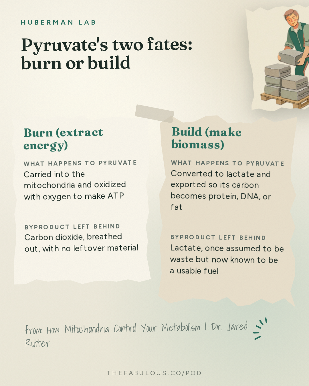Pyruvate's two fates: burn or build — Huberman Lab: How Mitochondria Control Your Metabolism | Dr. Jared Rutter