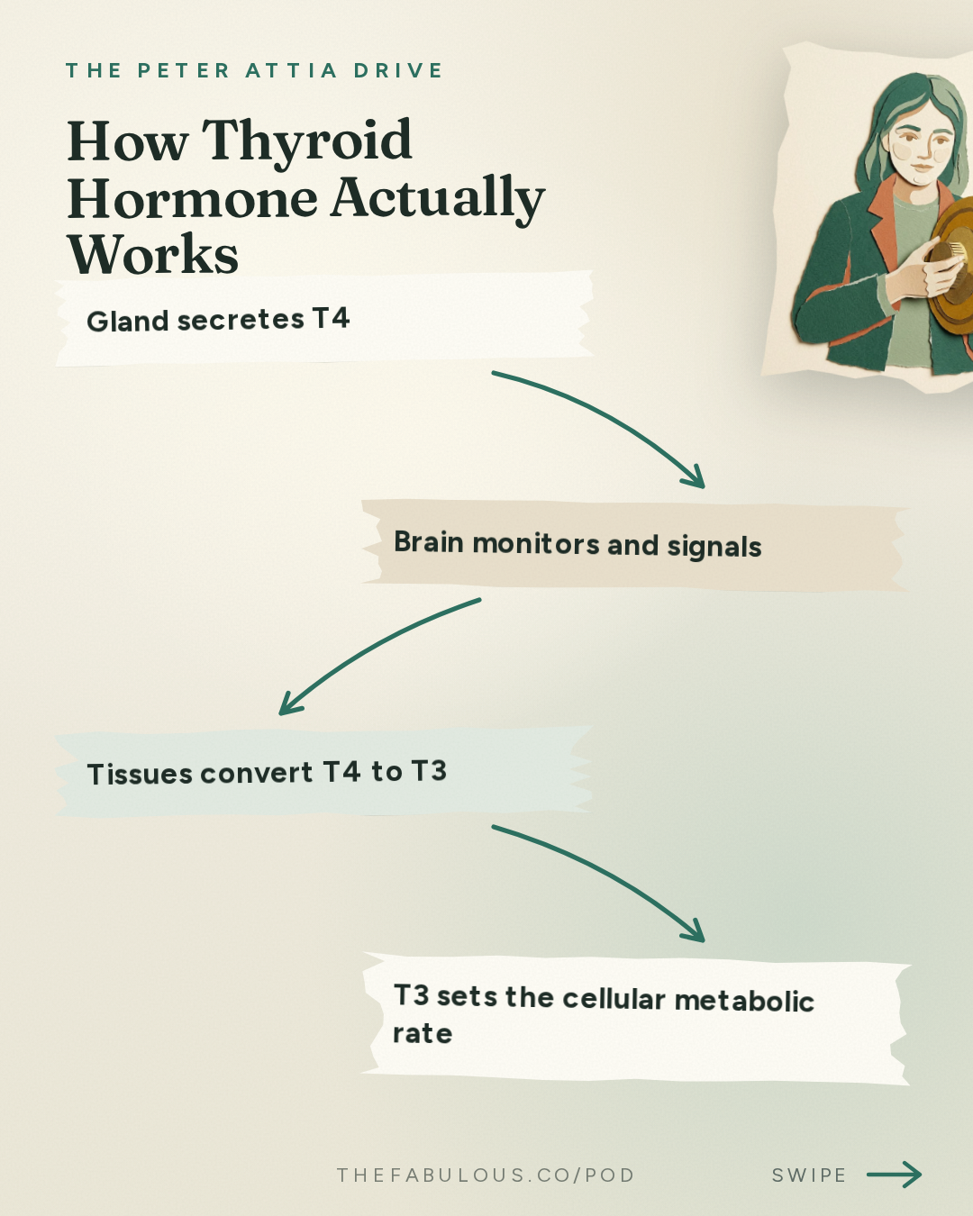 How Thyroid Hormone Actually Works — The Peter Attia Drive: #408 ‒ AMA #89: Thyroid health: interpreting symptoms, diagnosing and treating dysfunction, and navigating the gray zone