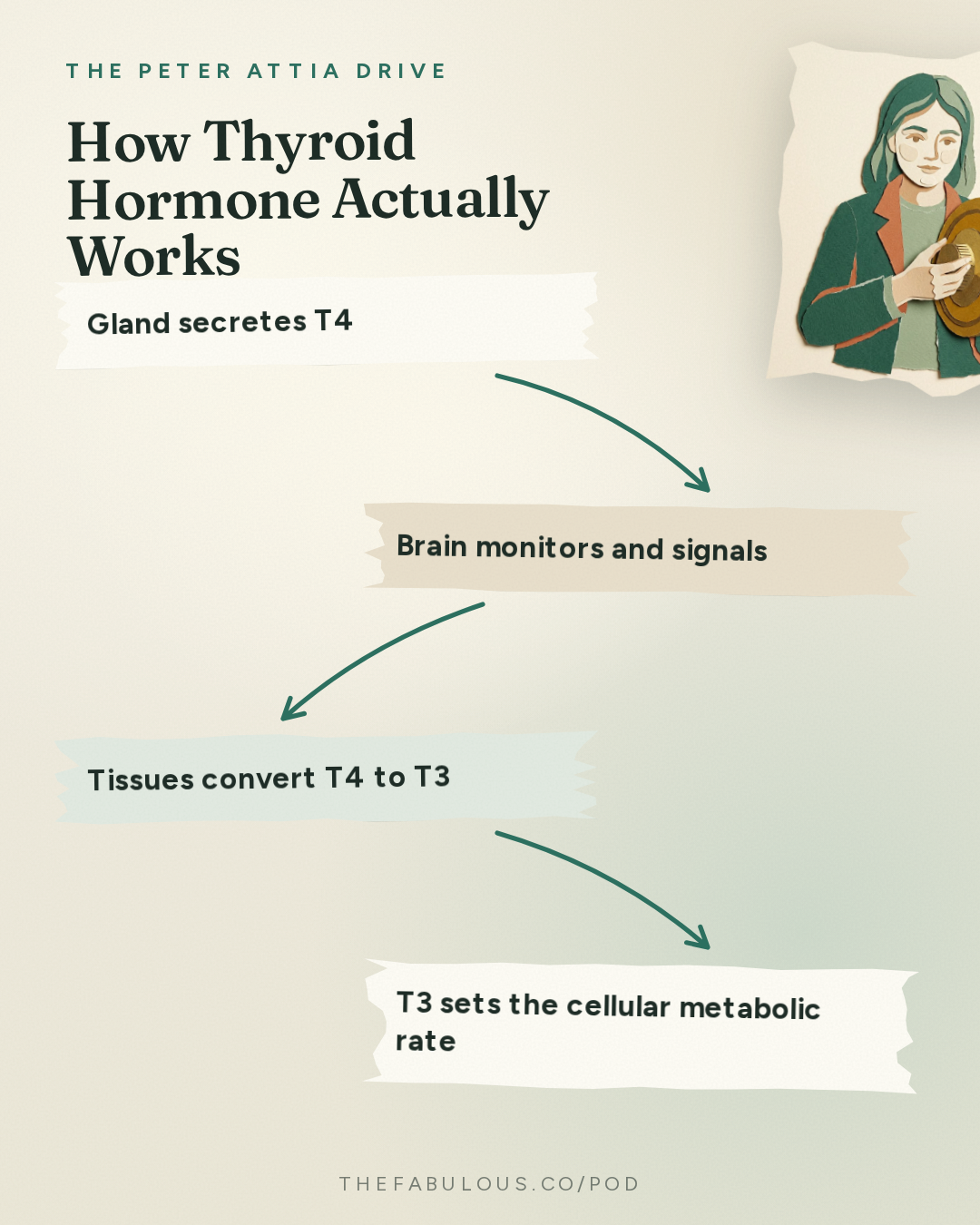 How Thyroid Hormone Actually Works — The Peter Attia Drive: #408 ‒ AMA #89: Thyroid health: interpreting symptoms, diagnosing and treating dysfunction, and navigating the gray zone