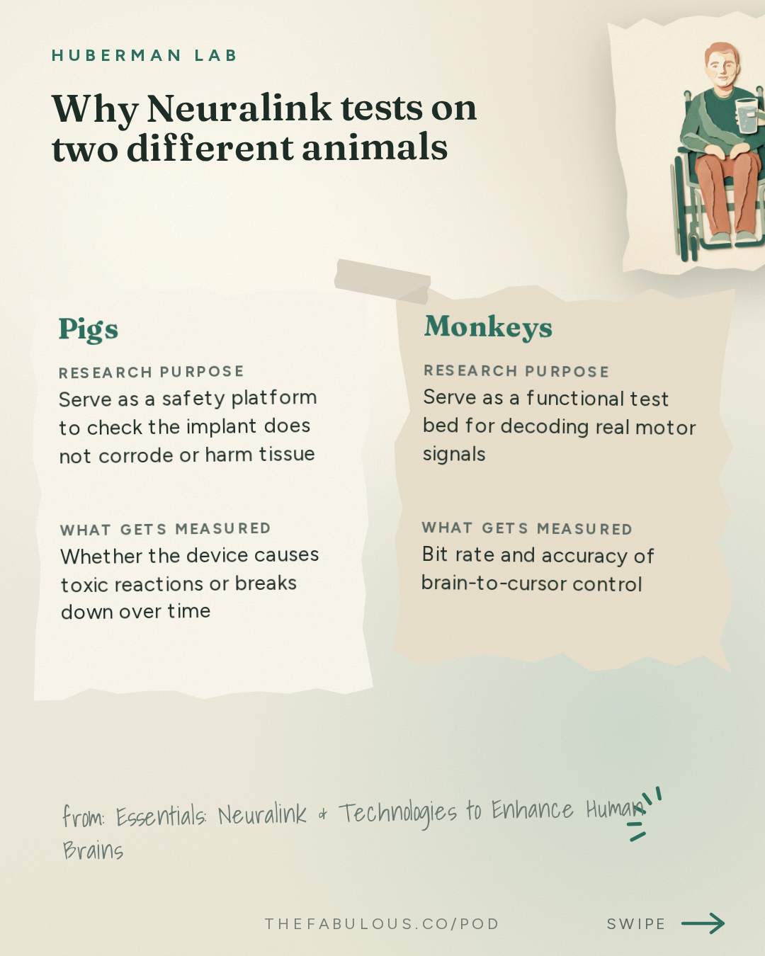 Why Neuralink tests on two different animals — Huberman Lab: Essentials: Neuralink & Technologies to Enhance Human Brains | Dr. Matt MacDougall