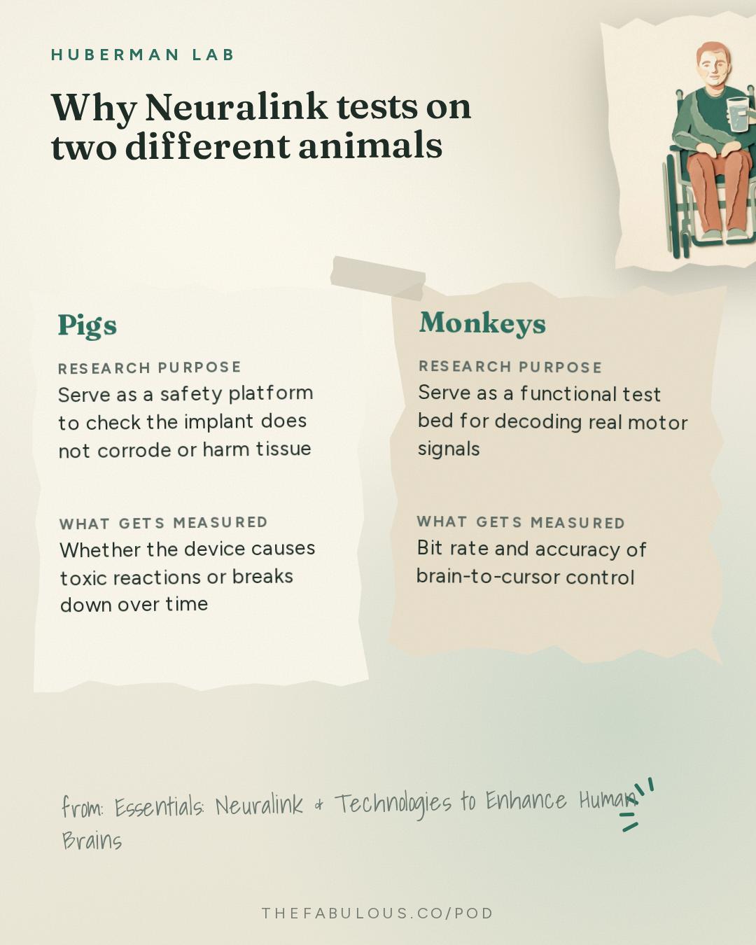 Why Neuralink tests on two different animals — Huberman Lab: Essentials: Neuralink & Technologies to Enhance Human Brains | Dr. Matt MacDougall