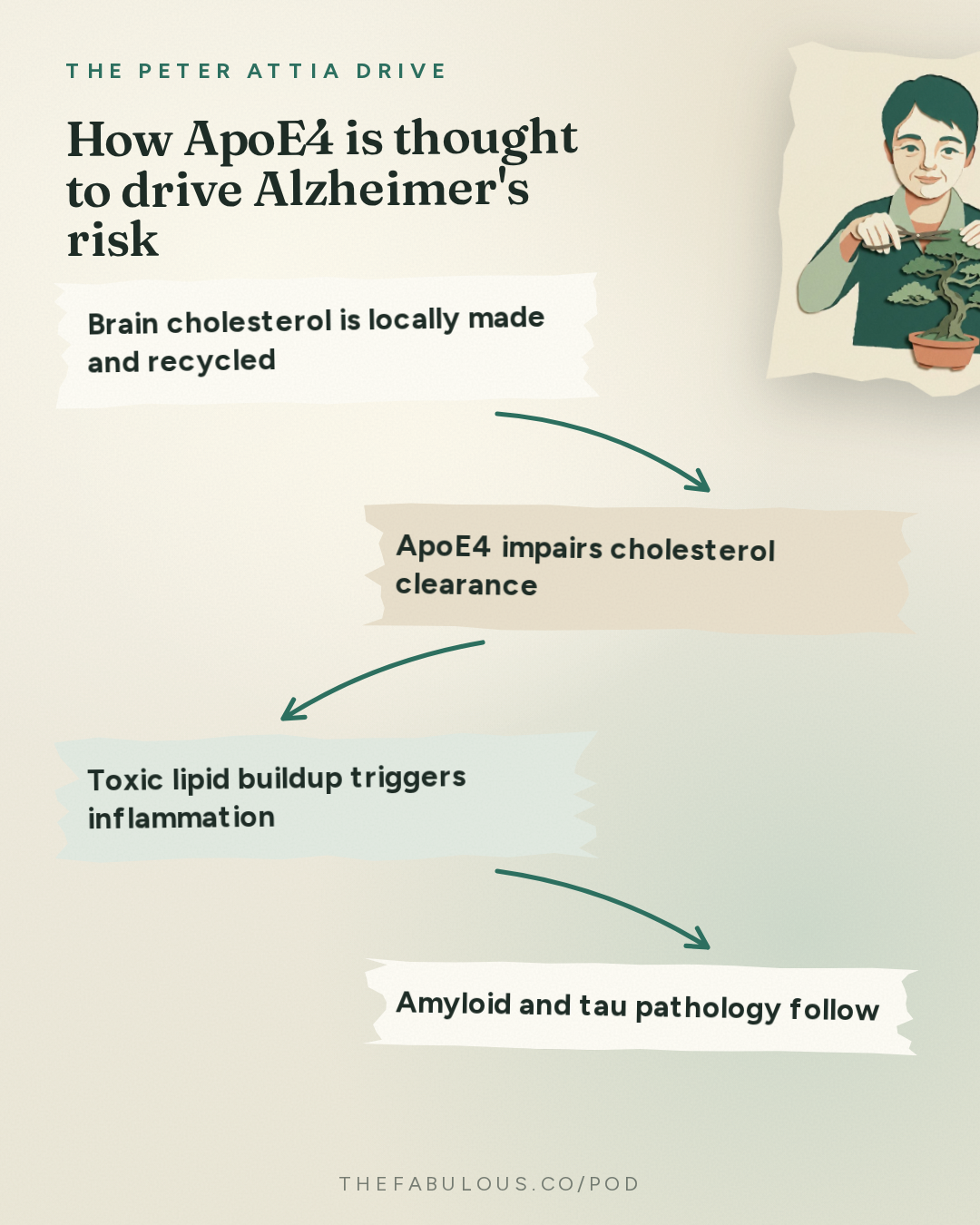 How ApoE4 is thought to drive Alzheimer's risk — The Peter Attia Drive: #407 ‒ Preventing cardiovascular and Alzheimer's disease: lowering LDL early, APOE4, and promising new therapies | Michael Davidson, M.D.