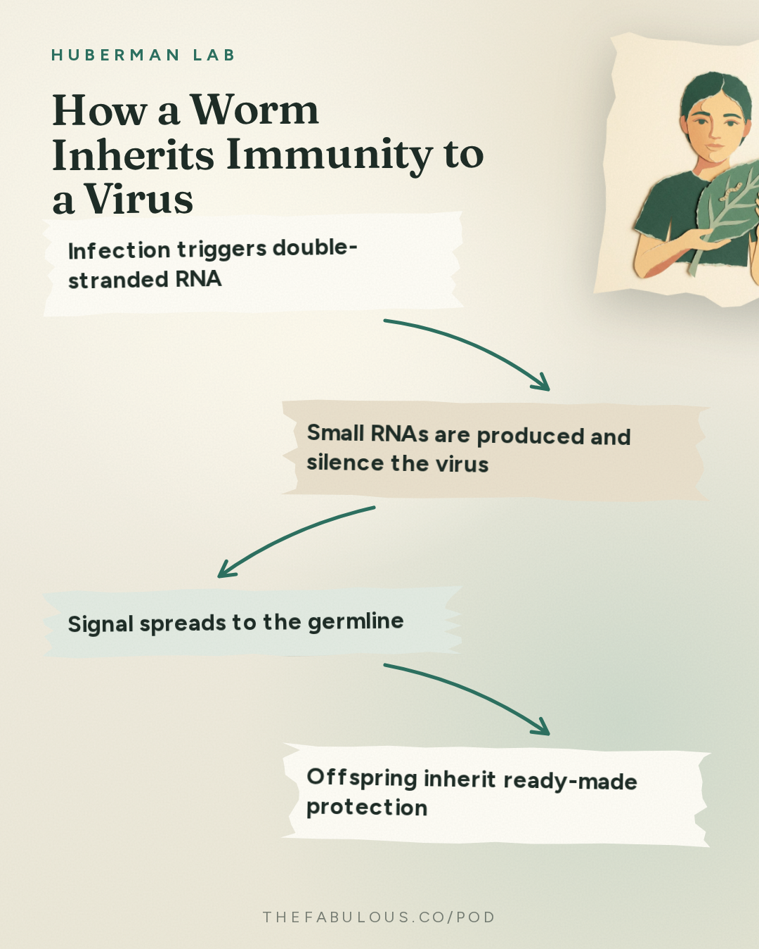 How a Worm Inherits Immunity to a Virus — Huberman Lab: Essentials: Genes & the Inheritance of Memories Across Generations | Dr. Oded Rechavi