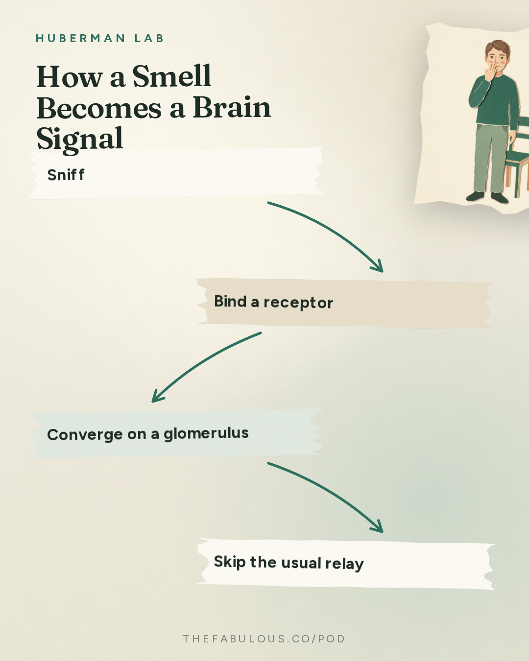 How a Smell Becomes a Brain Signal — Huberman Lab: Essentials: How Smells Influence Our Hormones, Health & Behavior | Dr. Noam Sobel