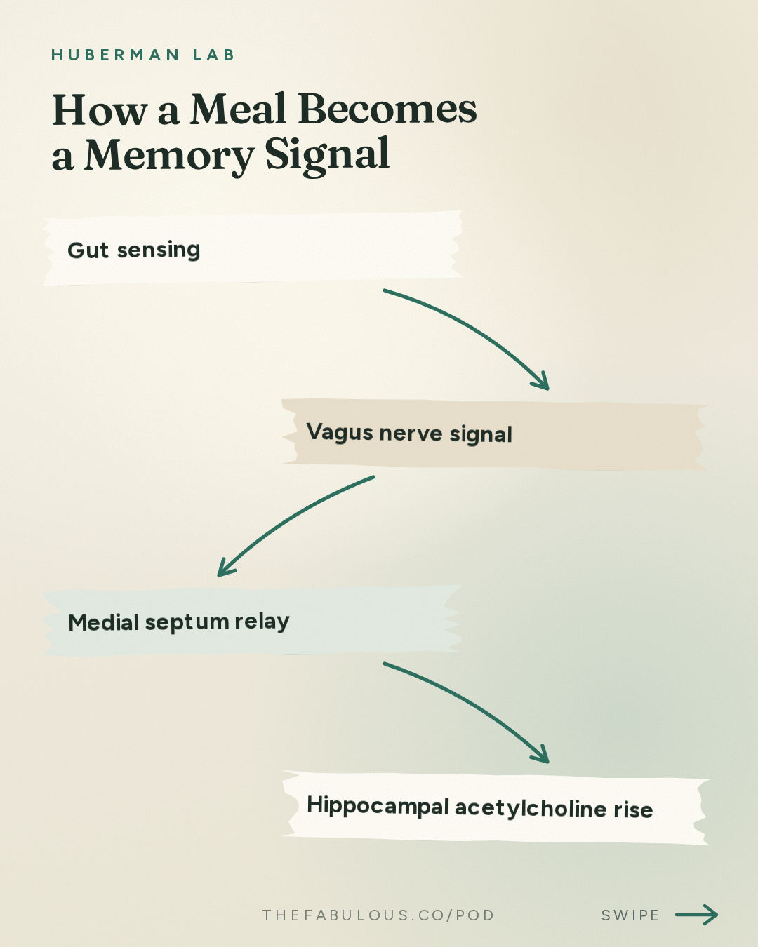 How a Meal Becomes a Memory Signal — Huberman Lab: How Food Choices Shape Memory, Cognition & Cravings | Dr. Scott Kanoski