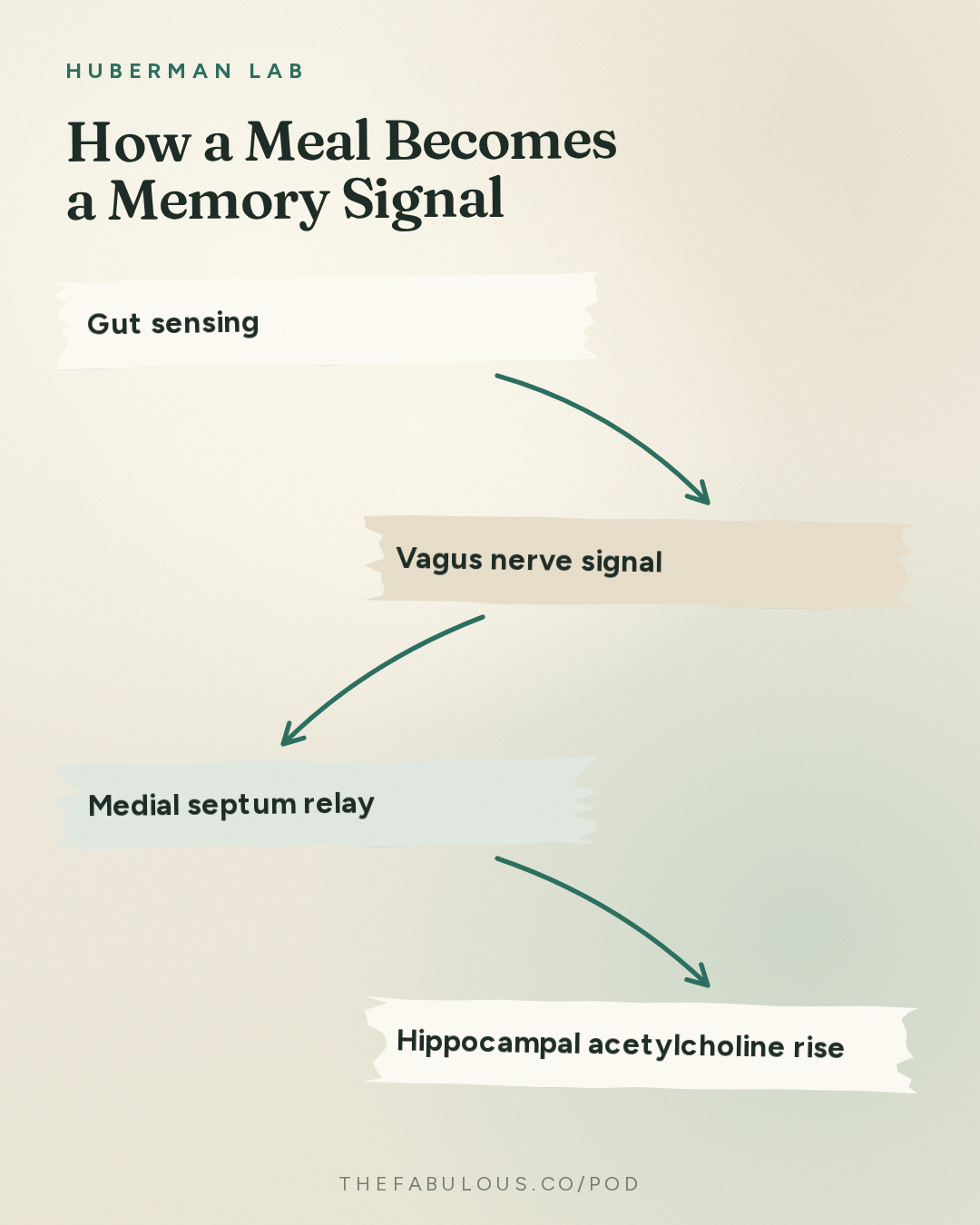 How a Meal Becomes a Memory Signal — Huberman Lab: How Food Choices Shape Memory, Cognition & Cravings | Dr. Scott Kanoski