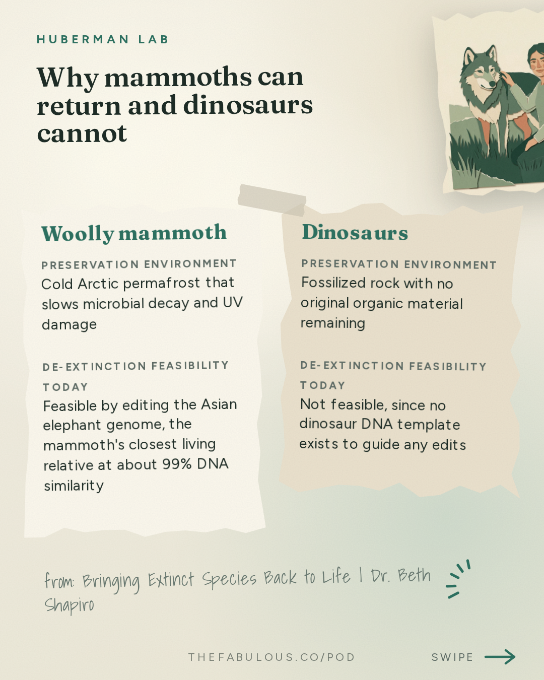 Why mammoths can return and dinosaurs cannot — Huberman Lab: Bringing Extinct Species Back to Life | Dr. Beth Shapiro