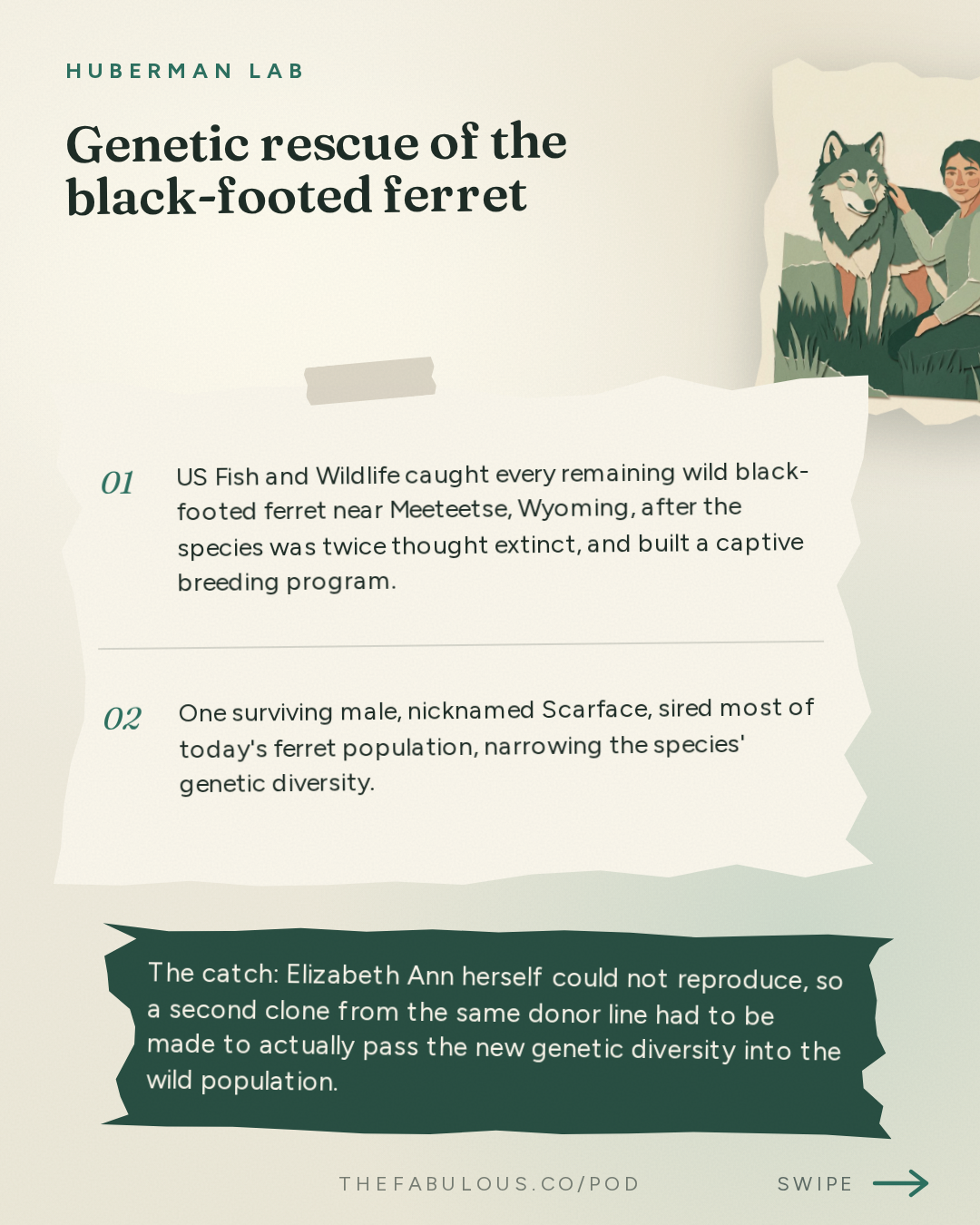 Genetic rescue of the black-footed ferret — Huberman Lab: Bringing Extinct Species Back to Life | Dr. Beth Shapiro