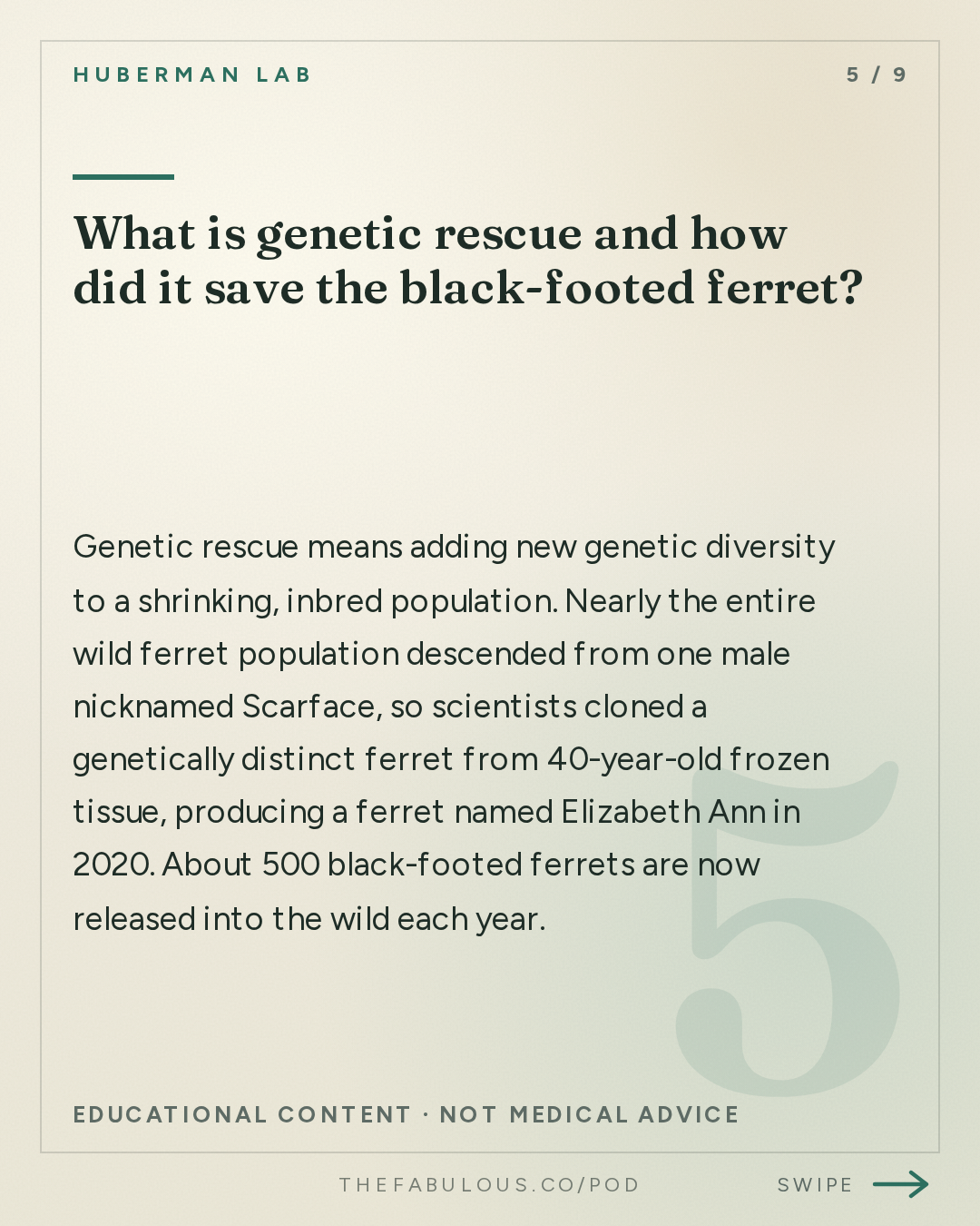 What is genetic rescue and how did it save the black-footed ferret? — Huberman Lab: Bringing Extinct Species Back to Life | Dr. Beth Shapiro
