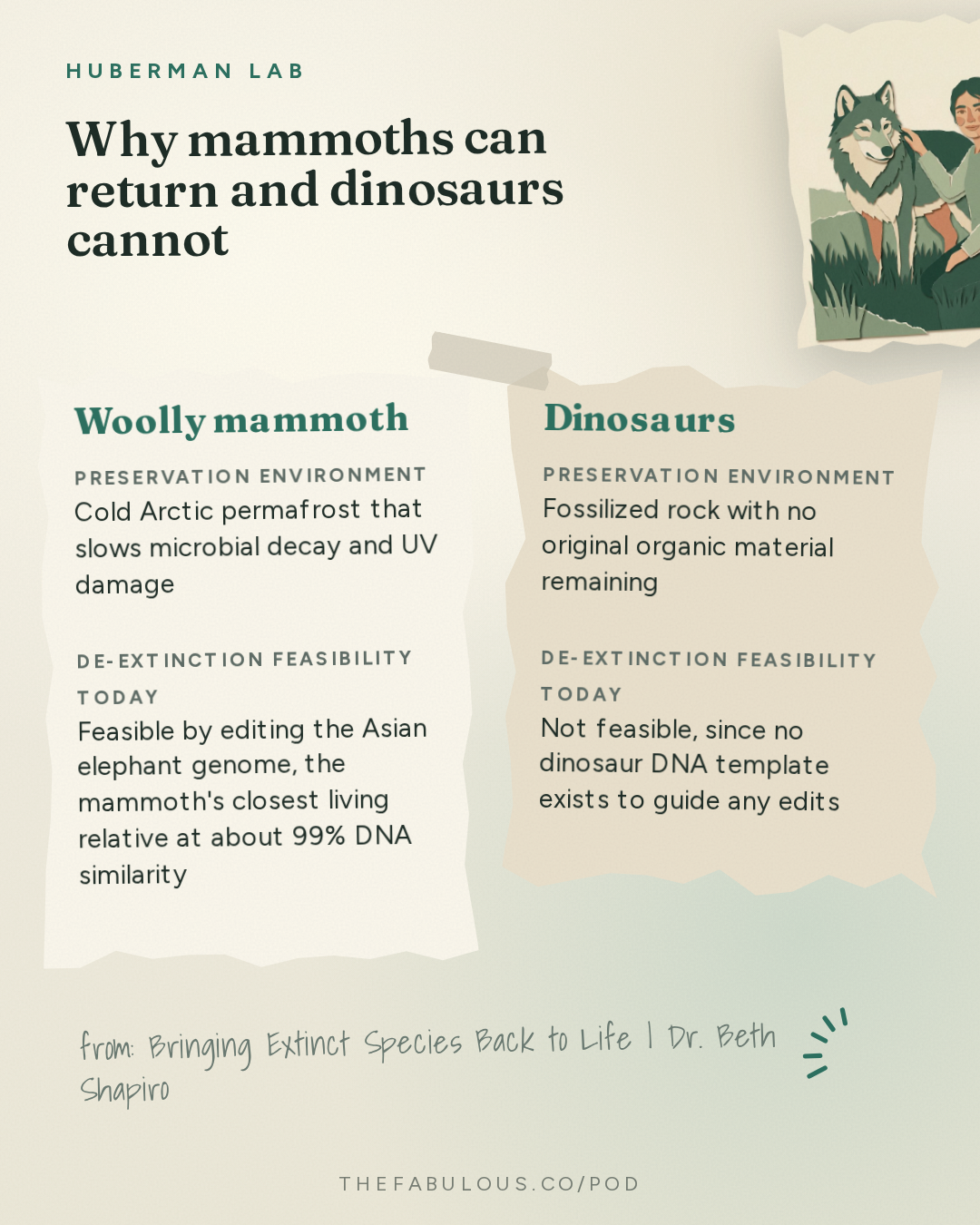 Why mammoths can return and dinosaurs cannot — Huberman Lab: Bringing Extinct Species Back to Life | Dr. Beth Shapiro
