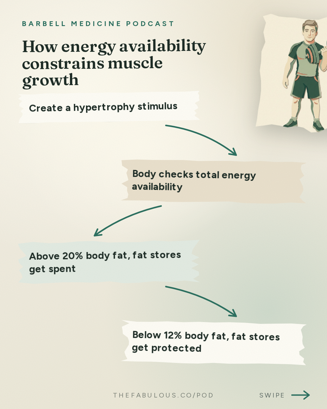 How energy availability constrains muscle growth — Barbell Medicine Podcast: Do You Need a Calorie Surplus to Build Muscle? | Dr. Eric Helms