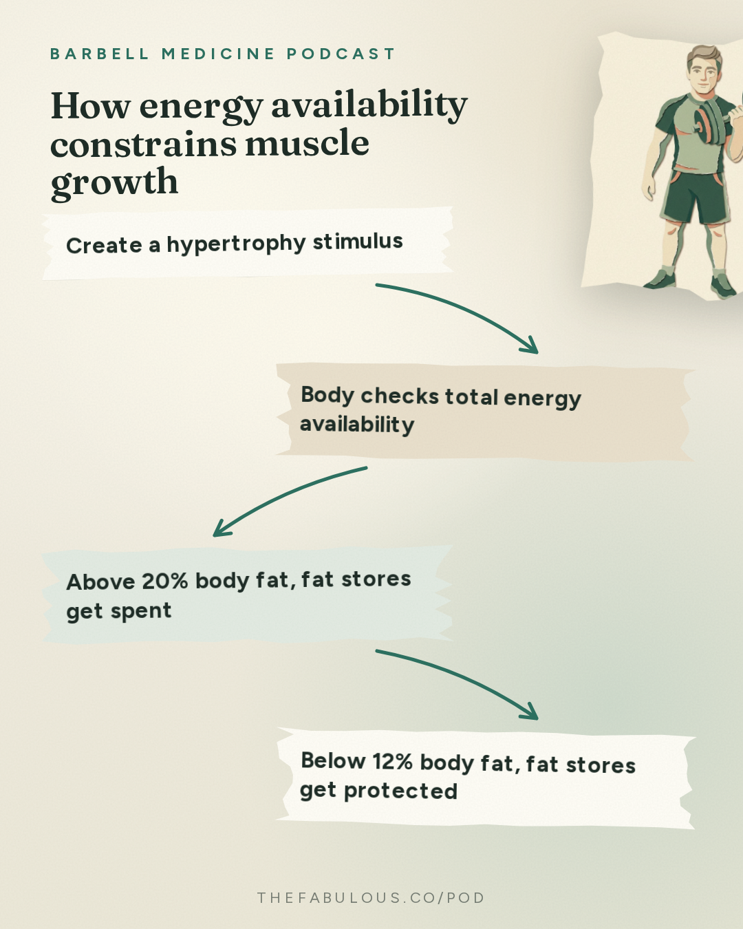 How energy availability constrains muscle growth — Barbell Medicine Podcast: Do You Need a Calorie Surplus to Build Muscle? | Dr. Eric Helms